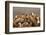 Whitebacked vultures (Gyps africanus), Zimanga private game reserve, KwaZulu-Natal, South Africa, A-Ann and Steve Toon-Framed Photographic Print