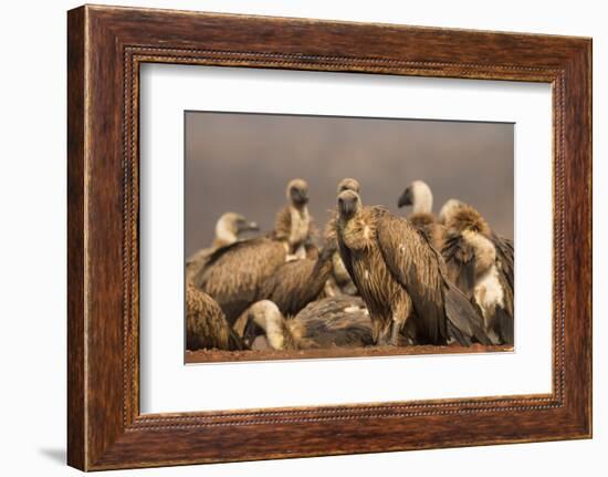 Whitebacked vultures (Gyps africanus), Zimanga private game reserve, KwaZulu-Natal, South Africa, A-Ann and Steve Toon-Framed Photographic Print