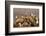 Whitebacked vultures (Gyps africanus), Zimanga private game reserve, KwaZulu-Natal, South Africa, A-Ann and Steve Toon-Framed Photographic Print