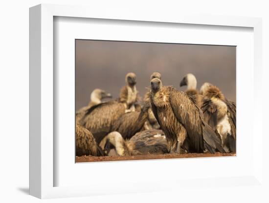 Whitebacked vultures (Gyps africanus), Zimanga private game reserve, KwaZulu-Natal, South Africa, A-Ann and Steve Toon-Framed Photographic Print