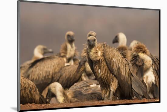 Whitebacked vultures (Gyps africanus), Zimanga private game reserve, KwaZulu-Natal, South Africa, A-Ann and Steve Toon-Mounted Photographic Print