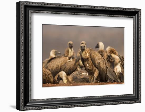 Whitebacked vultures (Gyps africanus), Zimanga private game reserve, KwaZulu-Natal, South Africa, A-Ann and Steve Toon-Framed Photographic Print