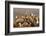 Whitebacked vultures (Gyps africanus), Zimanga private game reserve, KwaZulu-Natal, South Africa, A-Ann and Steve Toon-Framed Photographic Print