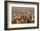 Whitebacked vultures (Gyps africanus), Zimanga private game reserve, KwaZulu-Natal, South Africa, A-Ann and Steve Toon-Framed Photographic Print