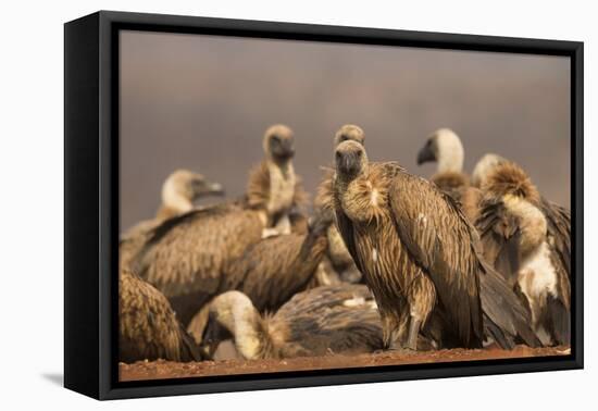 Whitebacked vultures (Gyps africanus), Zimanga private game reserve, KwaZulu-Natal, South Africa, A-Ann and Steve Toon-Framed Premier Image Canvas