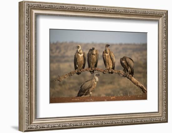 Whitebacked vultures (Gyps africanus), Zimanga private game reserve, KwaZulu-Natal-Ann and Steve Toon-Framed Photographic Print