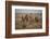 Whitebacked vultures (Gyps africanus), Zimanga private game reserve, KwaZulu-Natal-Ann and Steve Toon-Framed Photographic Print