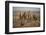 Whitebacked vultures (Gyps africanus), Zimanga private game reserve, KwaZulu-Natal-Ann and Steve Toon-Framed Photographic Print