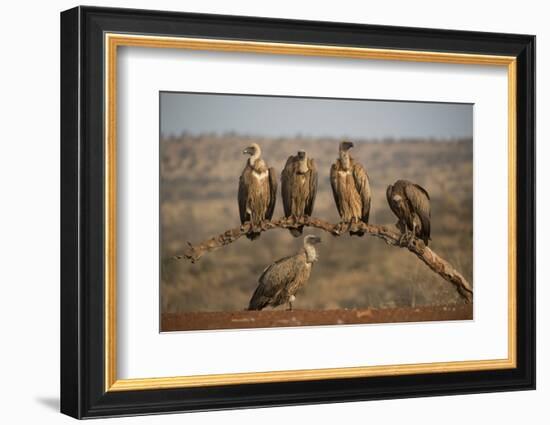 Whitebacked vultures (Gyps africanus), Zimanga private game reserve, KwaZulu-Natal-Ann and Steve Toon-Framed Photographic Print