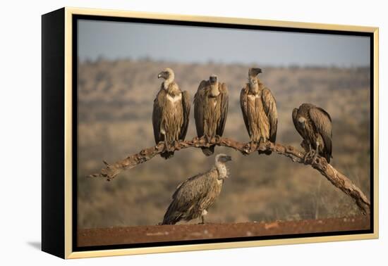 Whitebacked vultures (Gyps africanus), Zimanga private game reserve, KwaZulu-Natal-Ann and Steve Toon-Framed Premier Image Canvas