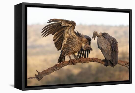 Whitebacked vultures (Gyps africanus), Zimanga private game reserve, KwaZulu-Natal-Ann and Steve Toon-Framed Premier Image Canvas