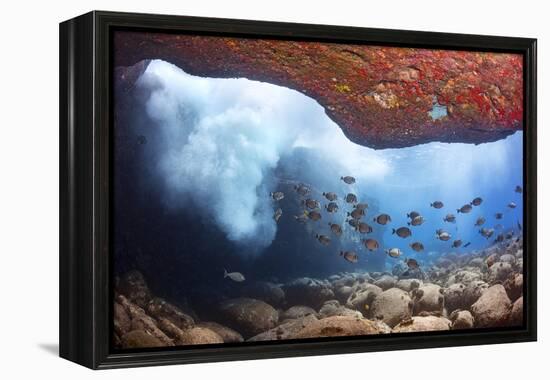 Whitebar surgeonfish school in underwater cave, Hawaii-David Fleetham-Framed Premier Image Canvas