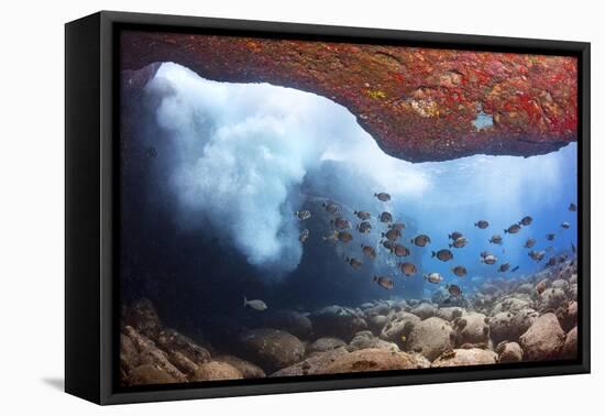 Whitebar surgeonfish school in underwater cave, Hawaii-David Fleetham-Framed Premier Image Canvas