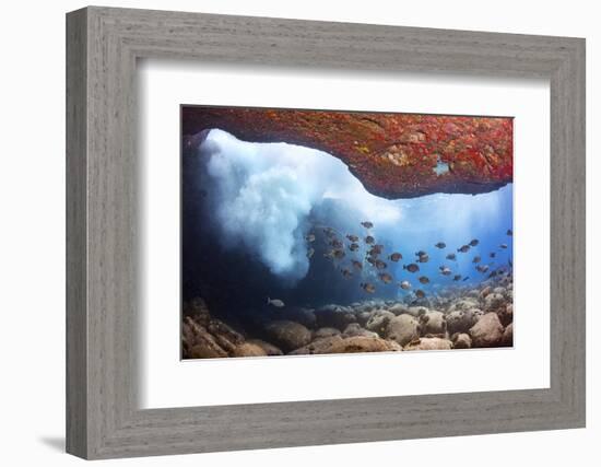 Whitebar surgeonfish school in underwater cave, Hawaii-David Fleetham-Framed Photographic Print