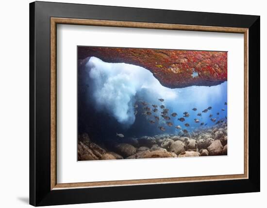 Whitebar surgeonfish school in underwater cave, Hawaii-David Fleetham-Framed Photographic Print