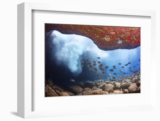 Whitebar surgeonfish school in underwater cave, Hawaii-David Fleetham-Framed Photographic Print