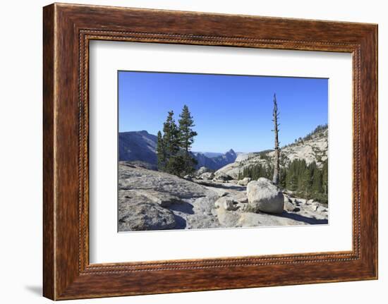 Whitebark Pine (Pinus Albicaulis) and Granite Boulders, Yosemite National Park, California, USA-Mark Taylor-Framed Photographic Print