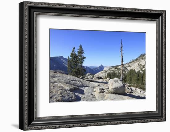 Whitebark Pine (Pinus Albicaulis) and Granite Boulders, Yosemite National Park, California, USA-Mark Taylor-Framed Photographic Print