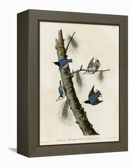 Whitebreasted Black Capped Nuthatch-null-Framed Premier Image Canvas