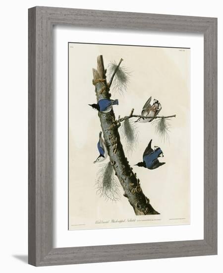 Whitebreasted Black Capped Nuthatch-null-Framed Giclee Print
