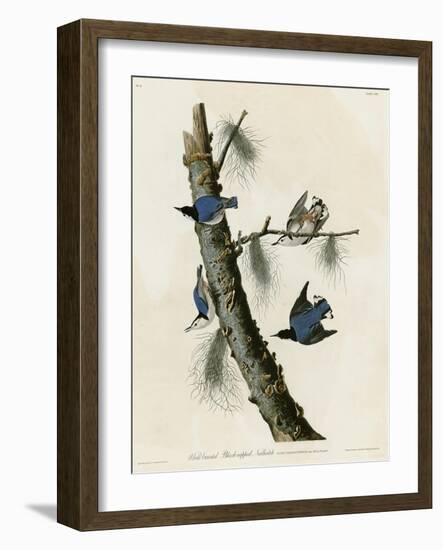 Whitebreasted Black Capped Nuthatch-null-Framed Giclee Print