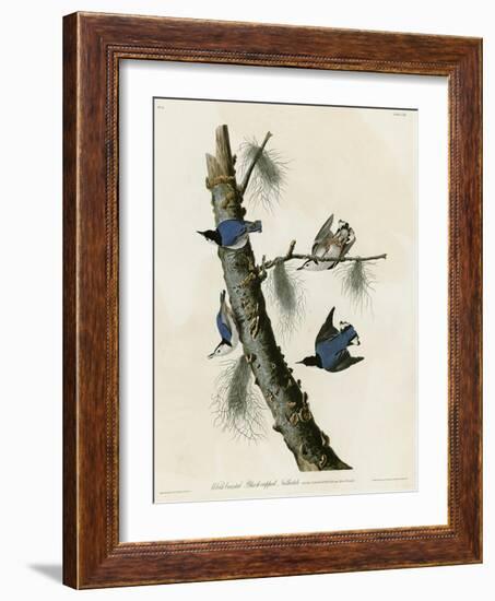 Whitebreasted Black Capped Nuthatch-null-Framed Giclee Print