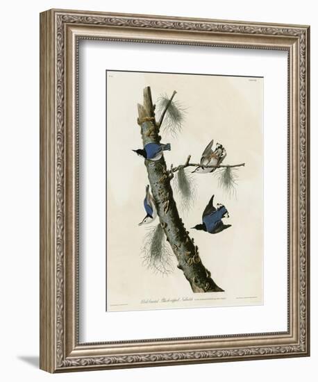 Whitebreasted Black Capped Nuthatch-null-Framed Giclee Print