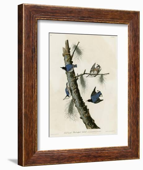 Whitebreasted Black Capped Nuthatch-null-Framed Giclee Print