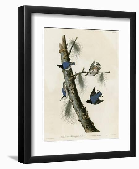 Whitebreasted Black Capped Nuthatch-null-Framed Giclee Print