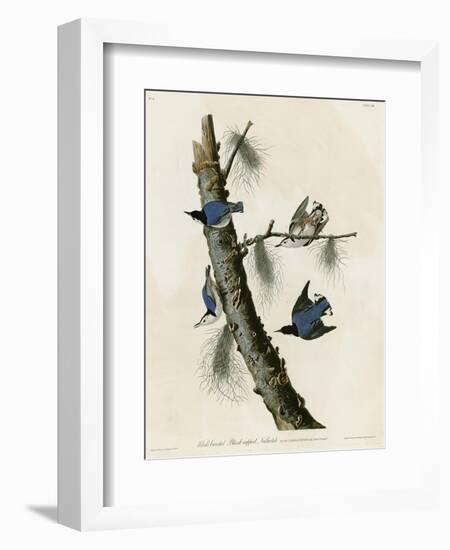 Whitebreasted Black Capped Nuthatch-null-Framed Giclee Print