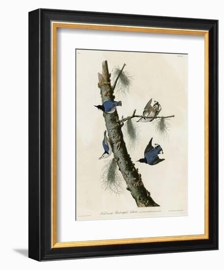 Whitebreasted Black Capped Nuthatch-null-Framed Giclee Print