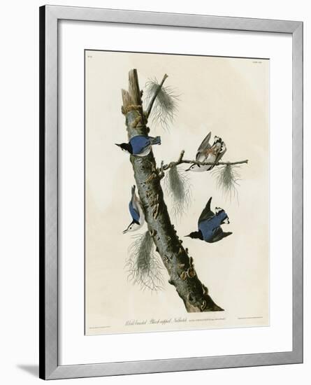 Whitebreasted Black Capped Nuthatch-null-Framed Giclee Print