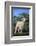 Whitefaced Lamb in the Pasture-DLILLC-Framed Photographic Print