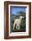 Whitefaced Lamb in the Pasture-DLILLC-Framed Photographic Print