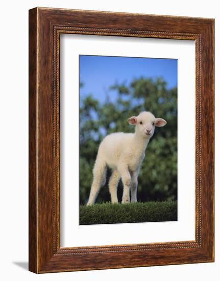 Whitefaced Lamb in the Pasture-DLILLC-Framed Photographic Print