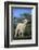 Whitefaced Lamb in the Pasture-DLILLC-Framed Photographic Print