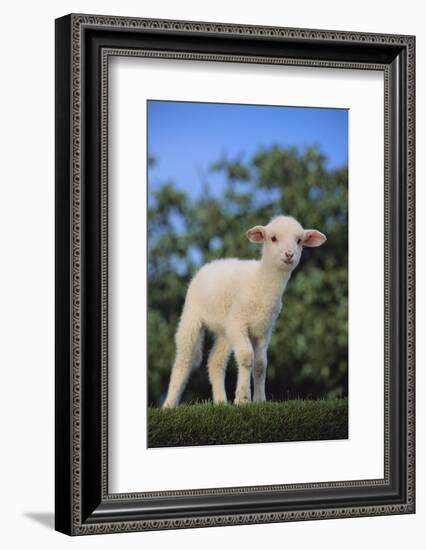 Whitefaced Lamb in the Pasture-DLILLC-Framed Photographic Print