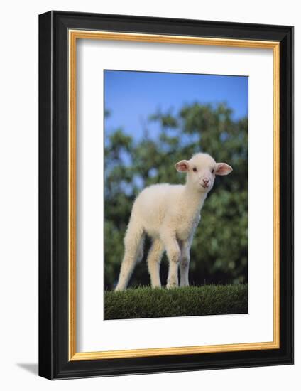 Whitefaced Lamb in the Pasture-DLILLC-Framed Photographic Print