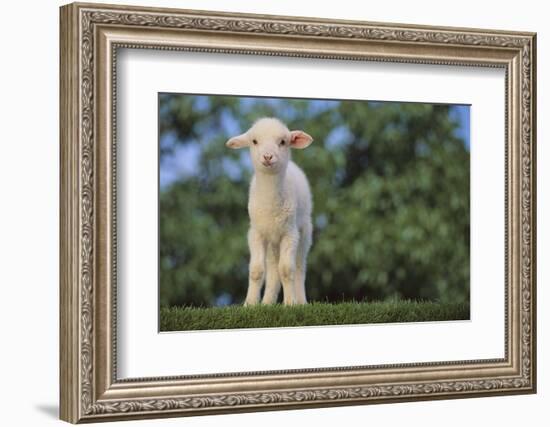 Whitefaced Lamb in the Pasture-DLILLC-Framed Photographic Print