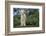 Whitefaced Lamb in the Pasture-DLILLC-Framed Photographic Print