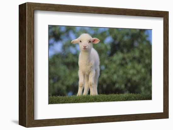 Whitefaced Lamb in the Pasture-DLILLC-Framed Photographic Print