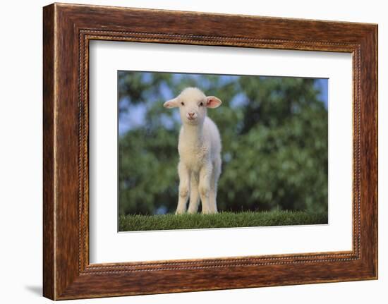 Whitefaced Lamb in the Pasture-DLILLC-Framed Photographic Print