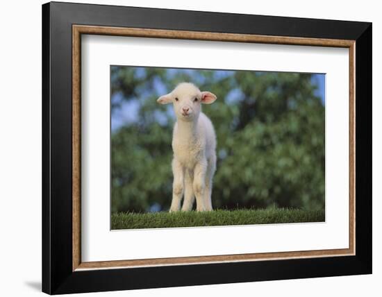 Whitefaced Lamb in the Pasture-DLILLC-Framed Photographic Print