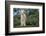 Whitefaced Lamb in the Pasture-DLILLC-Framed Photographic Print