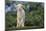 Whitefaced Lamb in the Pasture-DLILLC-Mounted Photographic Print