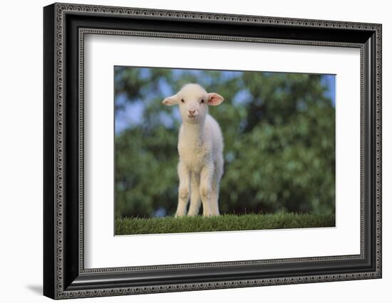 Whitefaced Lamb in the Pasture-DLILLC-Framed Photographic Print