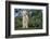 Whitefaced Lamb in the Pasture-DLILLC-Framed Photographic Print