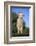 Whitefaced Lamb in the Pasture-DLILLC-Framed Photographic Print