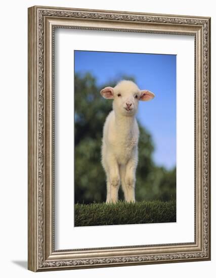 Whitefaced Lamb in the Pasture-DLILLC-Framed Photographic Print