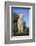 Whitefaced Lamb in the Pasture-DLILLC-Framed Photographic Print